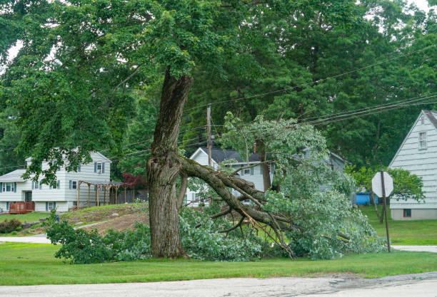 Best Tree Disease Treatment  in Caney, KS