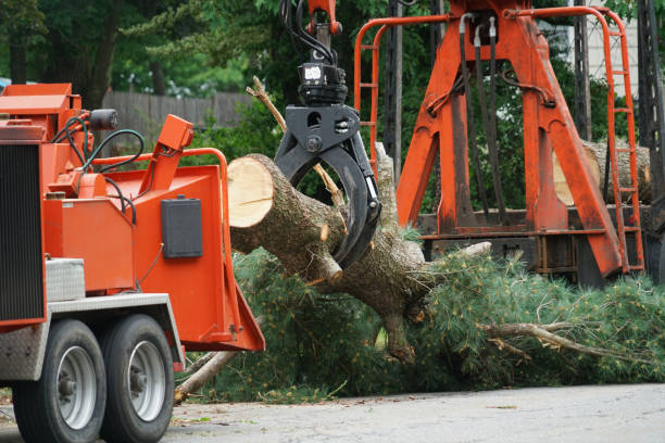 How Our Tree Care Process Works  in  Caney, KS