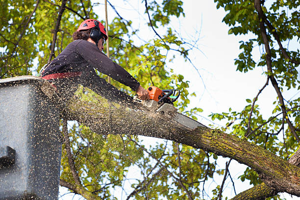 Best Utility Line Clearance  in Caney, KS