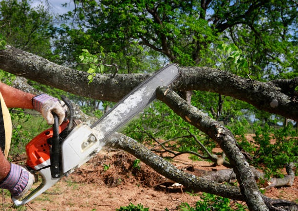 Best Lot and Land Clearing  in Caney, KS